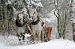 Horse-drawn sleigh ride